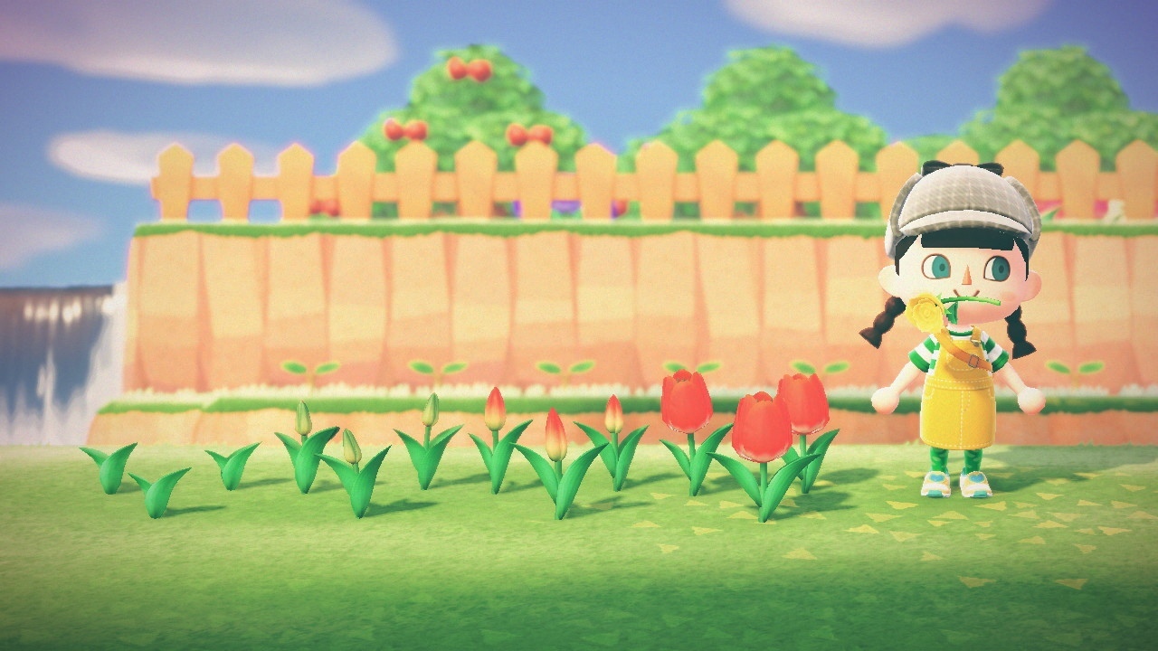 Стадии роста цветка